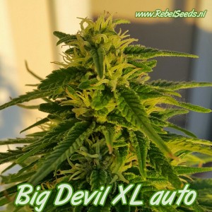Big Devil XL autoflower, regulier. Big Devil XL autoflower, regulier.